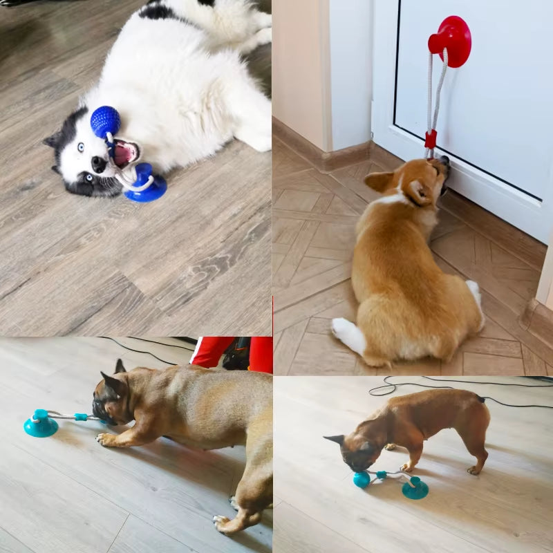 Interactive Suction Cup TPR Ball Dog Toy with Molar Bite and Elastic Ropes for Dental Care and Chewing Activities